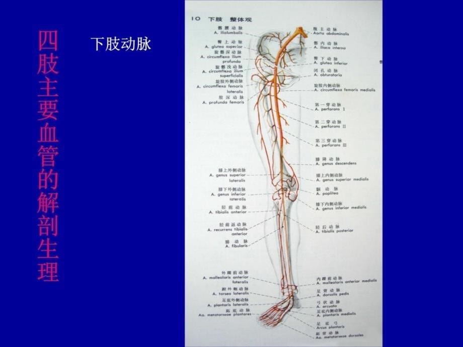 四肢血管损伤的诊断与处理教学教材_第5页