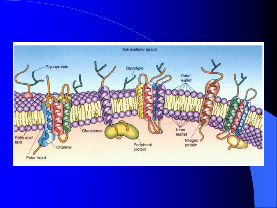 细胞生物学基础(3章1-3节)13药学班教学教案_第3页