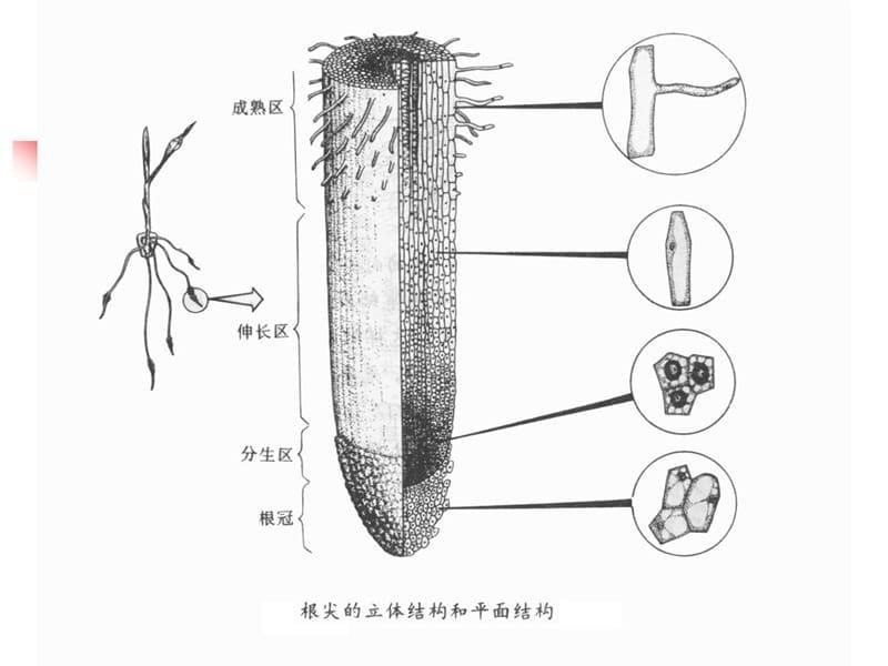 细胞及遗传学实验遗传学部分教学教材_第5页