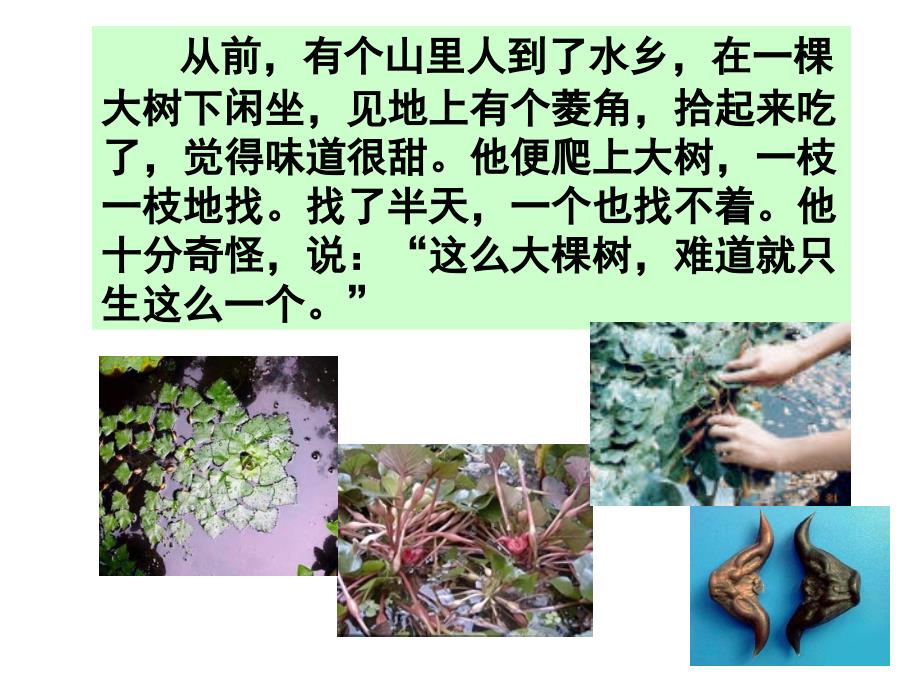 《菱角的喜剧》解析_第3页