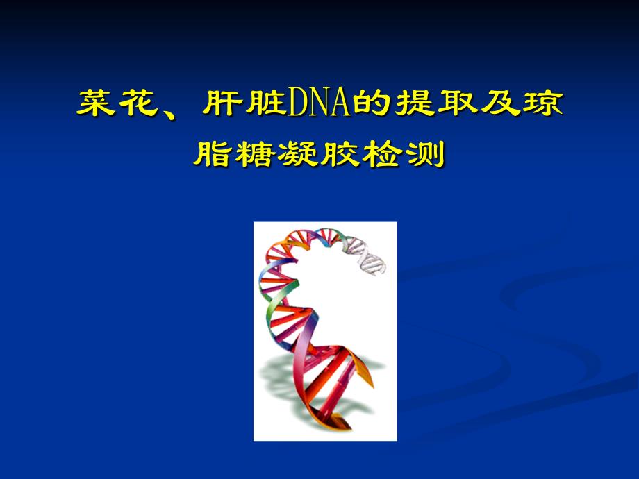 菜花肝脏DNA的提取及琼脂糖凝胶检测教程教案_第1页
