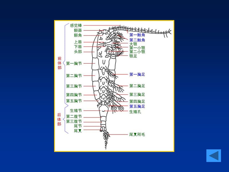 实验五、枝角类和桡足类常见种类与形态的观察_第4页