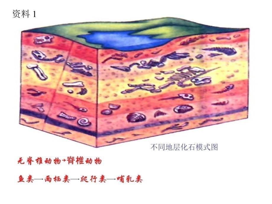 第二节生物进化的历程课件讲义教材_第5页