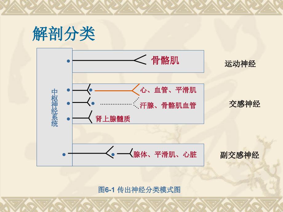 药理学 第2版 06传出神经药理学教学幻灯片_第4页