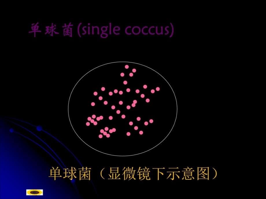 原核微生物的形态结构幻灯片资料_第5页