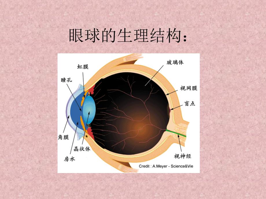 保护眼睛科学用眼培训资料_第4页