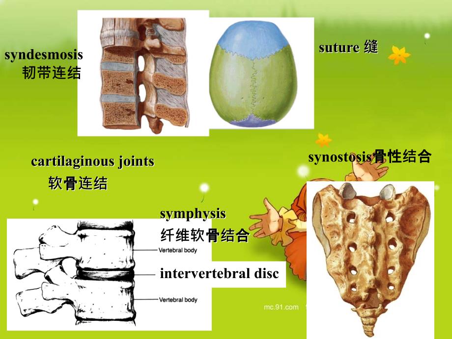 QIN关节肌学教学讲义_第3页