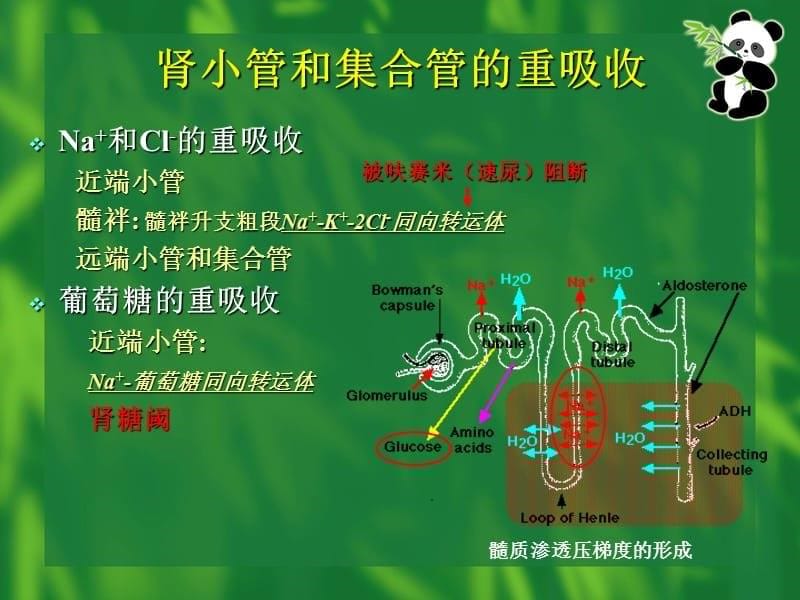 实验7 尿生成的影响因素与利尿药的作用_第5页