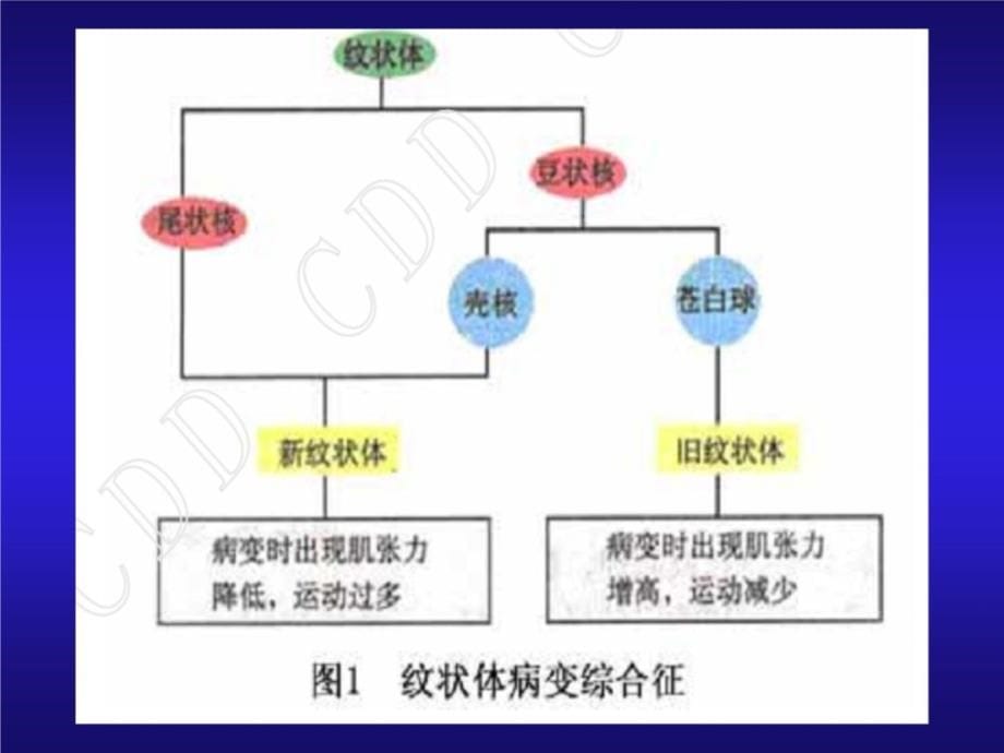 锥体外系临床表现1教学教案_第5页