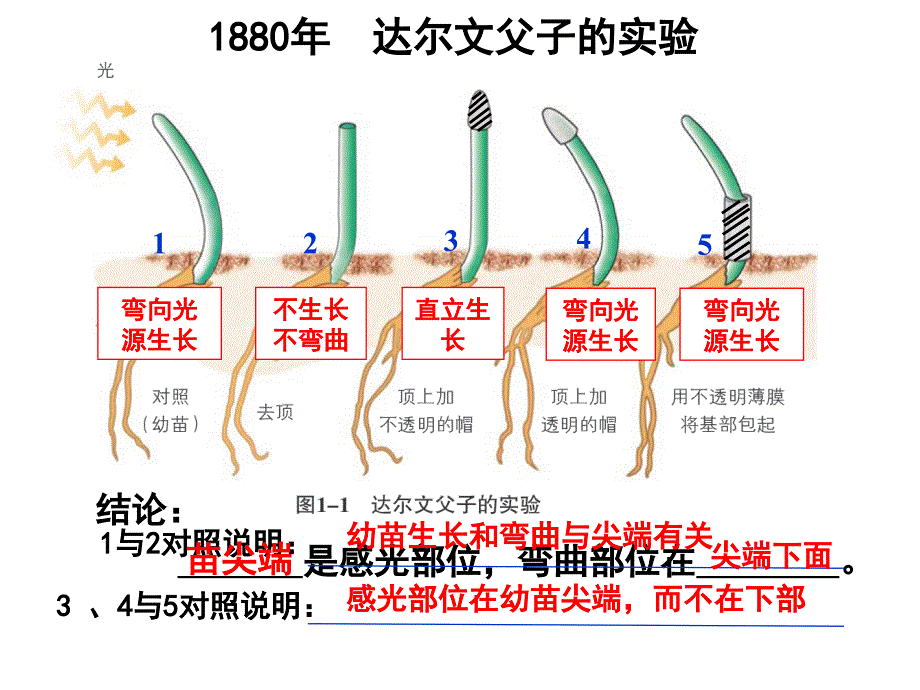 第一章 植物生命活动的调节_第4页