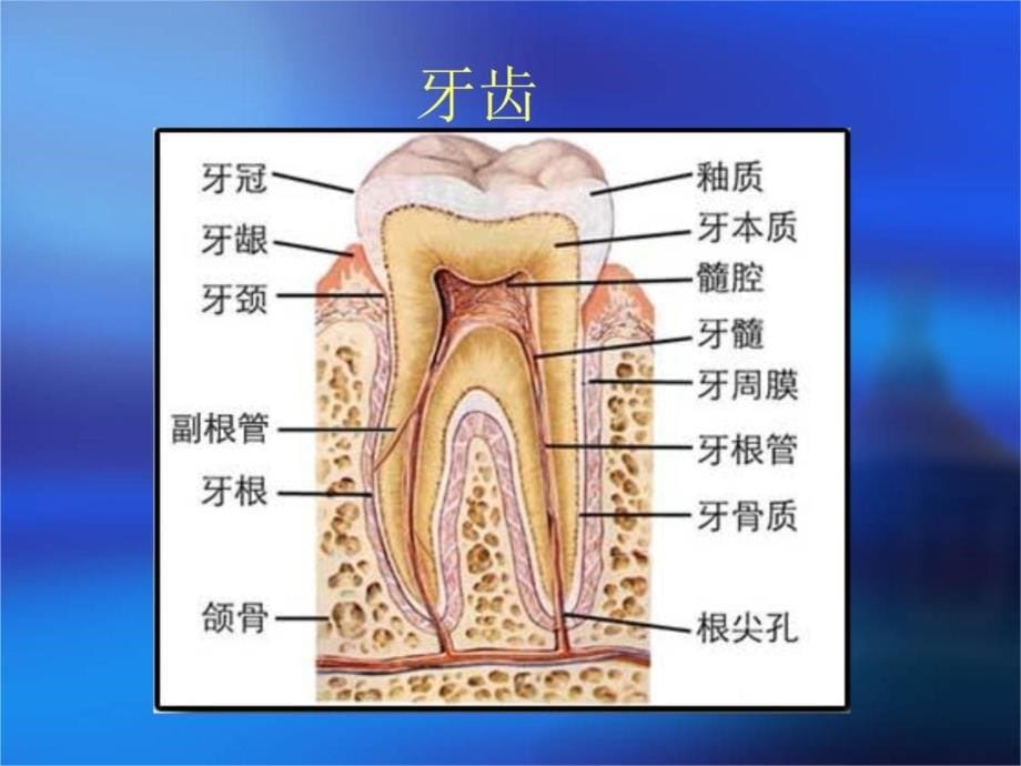 牙膏知识、产品质量问题及对策(.2.22)教学幻灯片_第5页