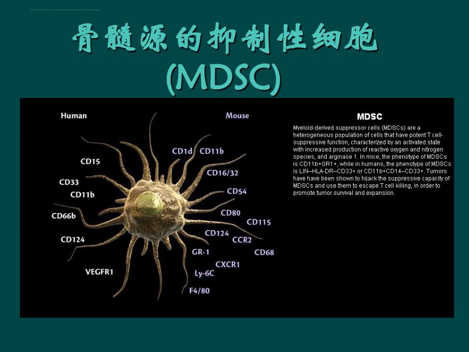 免疫细胞表面标志_第2页