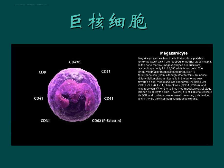 免疫细胞表面标志_第4页