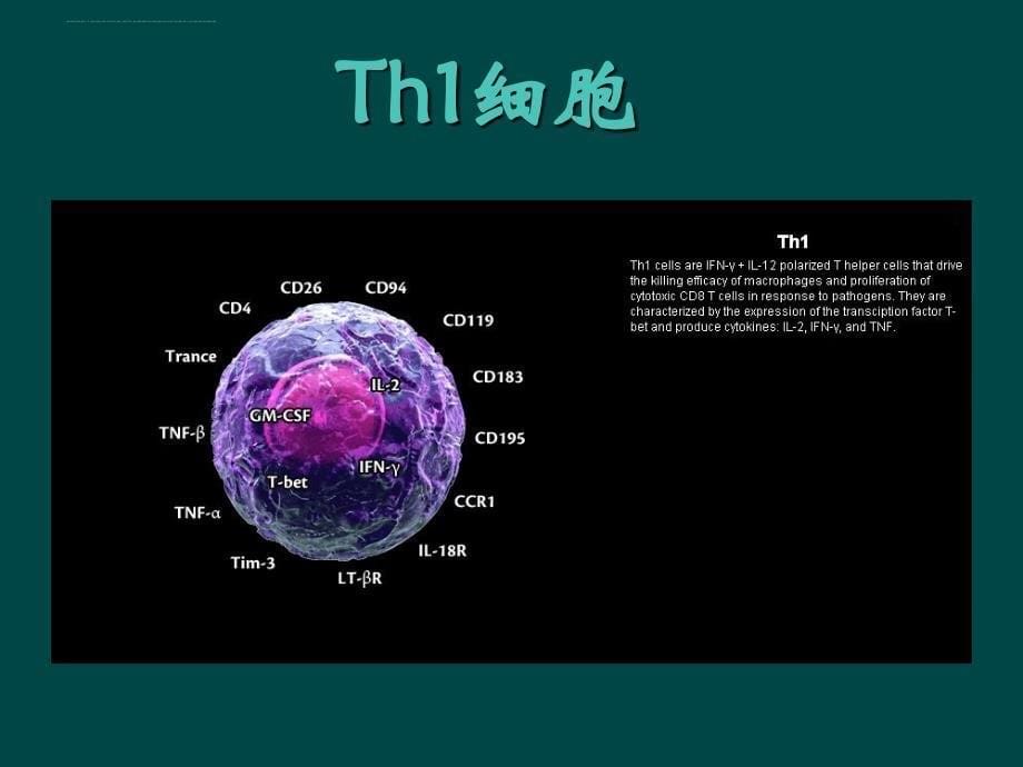 免疫细胞表面标志_第5页