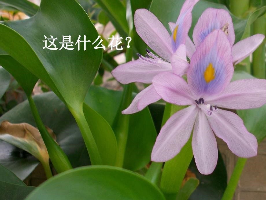 《生物入侵者》课件解析_第5页