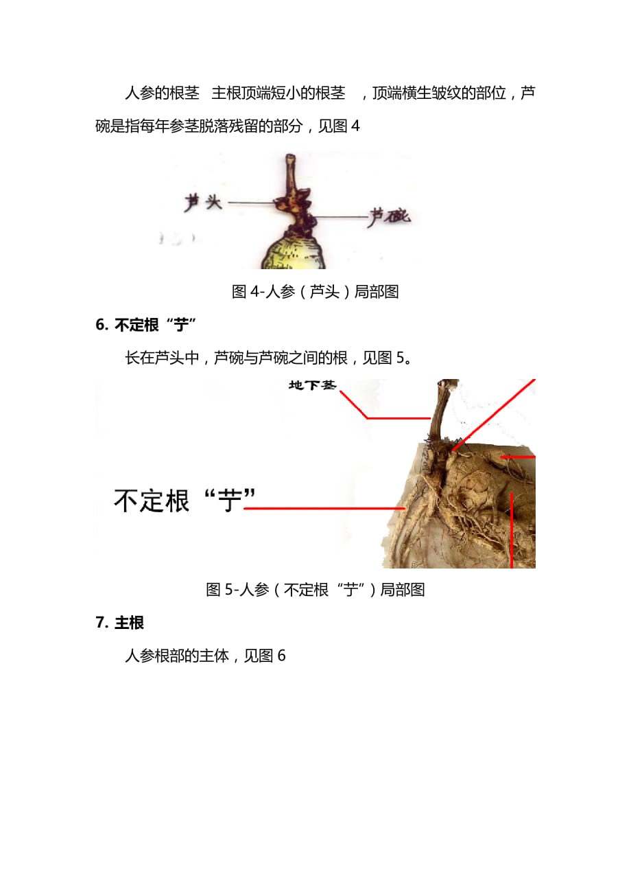 人参结构说明及图解(人参标本版).doc_第3页