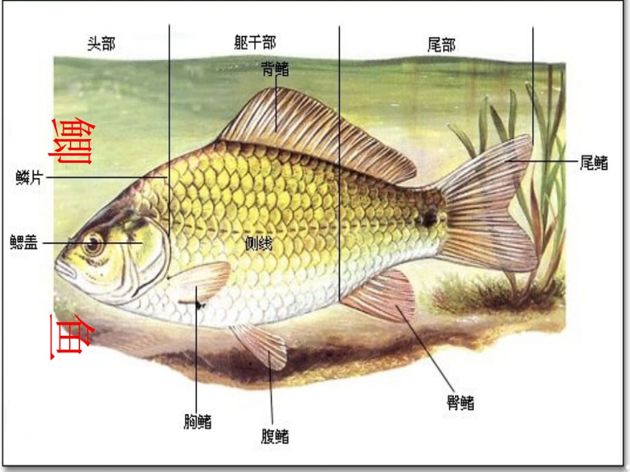 中考生物复习课件：各种环境中的动物_第4页