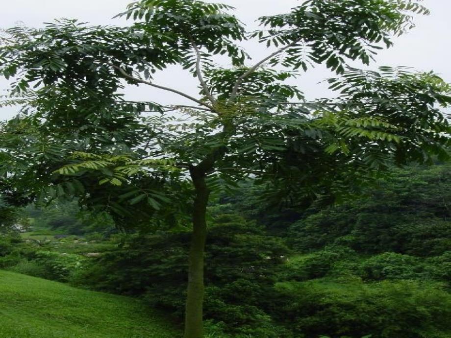 六年级上册《桃花心木》课件分析_第2页