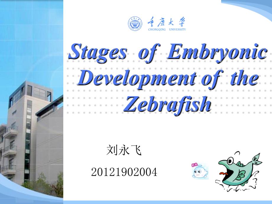 刘永飞--斑马鱼的胚胎发育_第1页