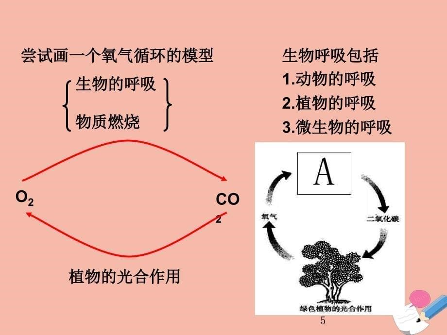 2019_2020学年八年级科学下册第三章空气与生命第节自然界中的氧循环和碳循环教学课件新版浙教版_第5页