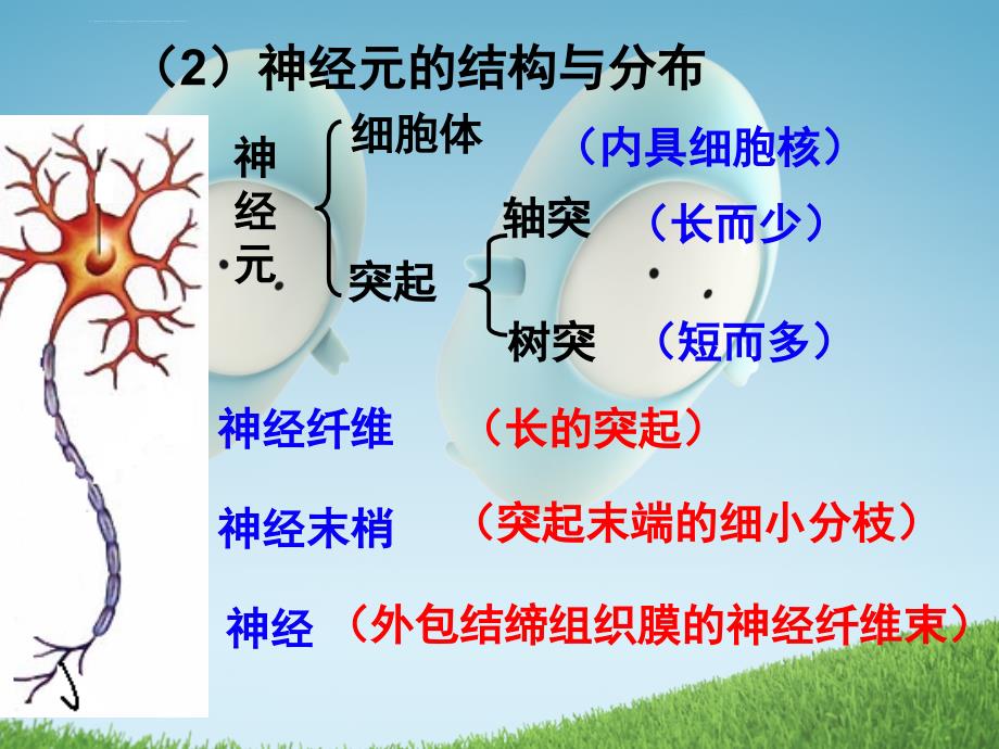 2011届高考生物一轮复习课件专题十一 动物和人体生命活动的调节（必修3）_第3页