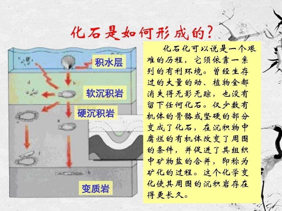 2012年七年级语文上册《化石吟》课件 人教新课标版_第5页