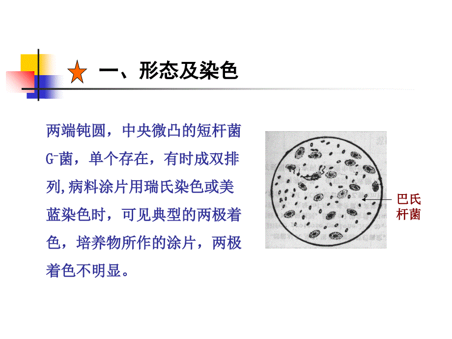 第十章巴氏杆菌科及相关属教材课程_第3页