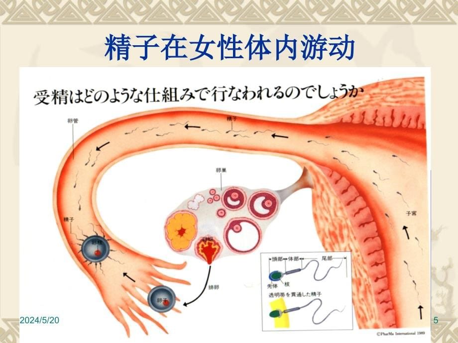 妊娠生理1111培训资料_第5页