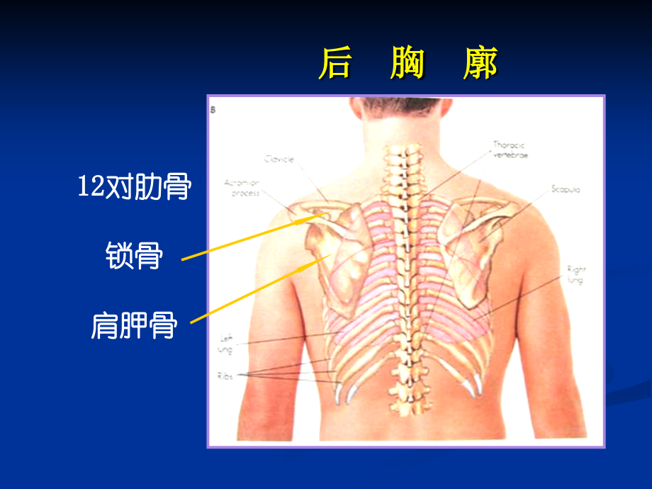 胸部的体格检查知识课件_第4页