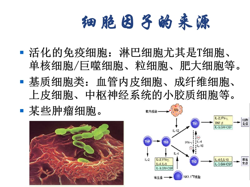 南农 生物技术制药 第五章细胞因子教学教案_第3页