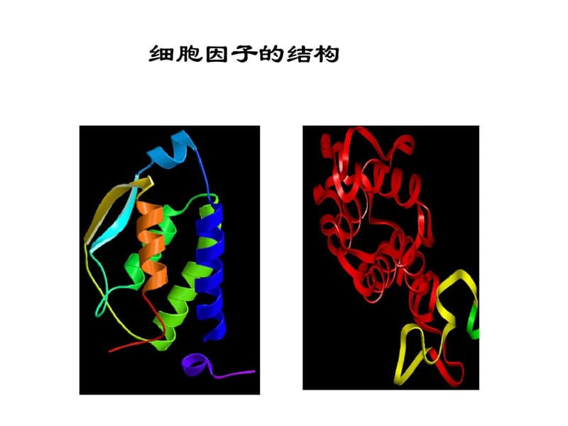 南农 生物技术制药 第五章细胞因子教学教案_第5页