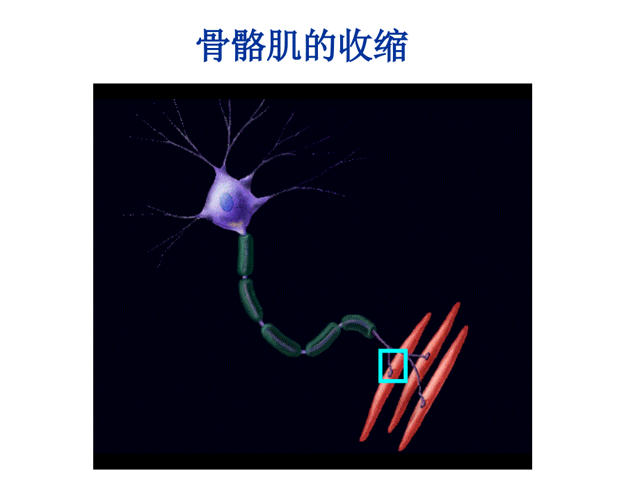 神经干及骨骼肌动作电位与肌张力的同步记录09年1讲义资料_第2页