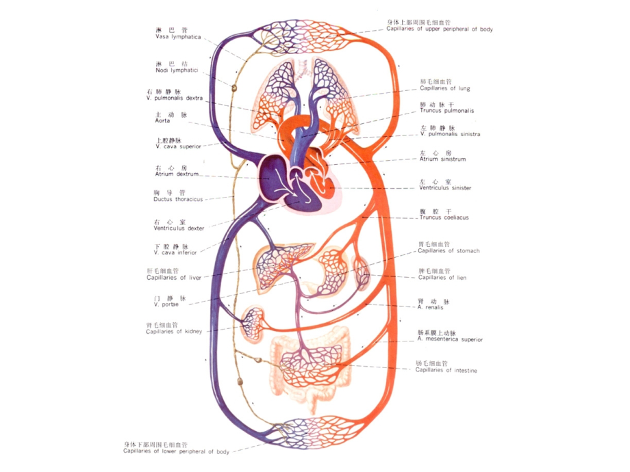 脉管学总论-心脏(理论)教材课程_第3页