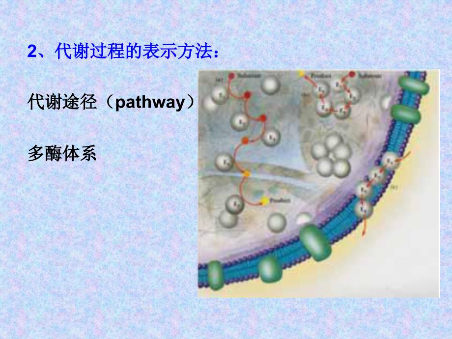 新陈代谢引教学教案_第4页