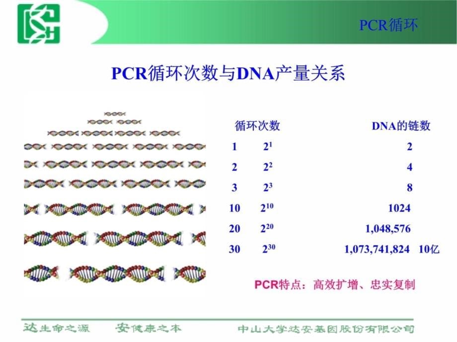 荧光定量PCR技术在临床检测中应用教学讲义_第5页