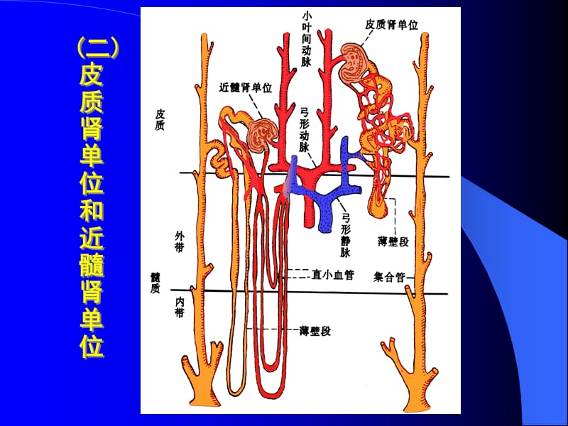 第一节肾的结构及血液循环特点教学材料_第4页