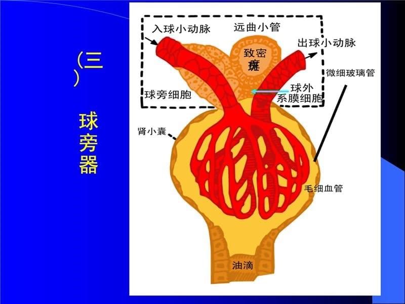 第一节肾的结构及血液循环特点教学材料_第5页