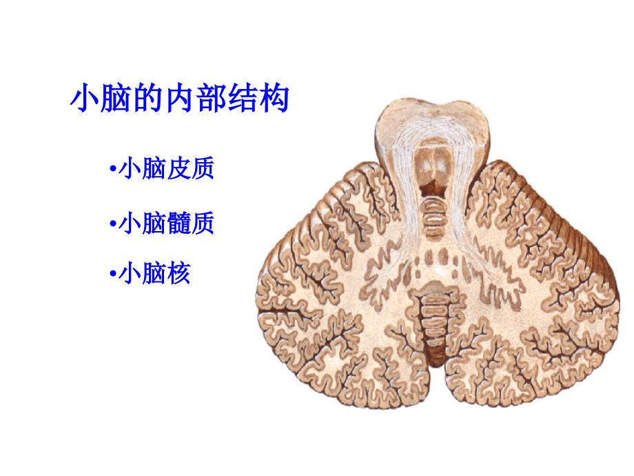 人体解剖学：小脑、间脑教程教案_第4页