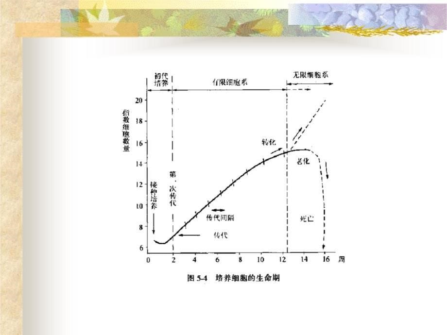 细胞培养基本技术(00001)讲解材料_第5页