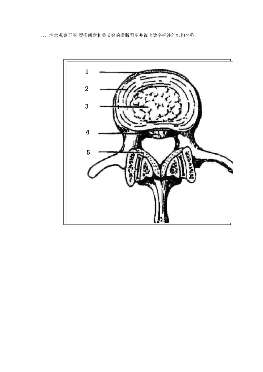 (组织设计）人体解剖学与组织胚胎学图片复习资料-骨骼系统_第2页
