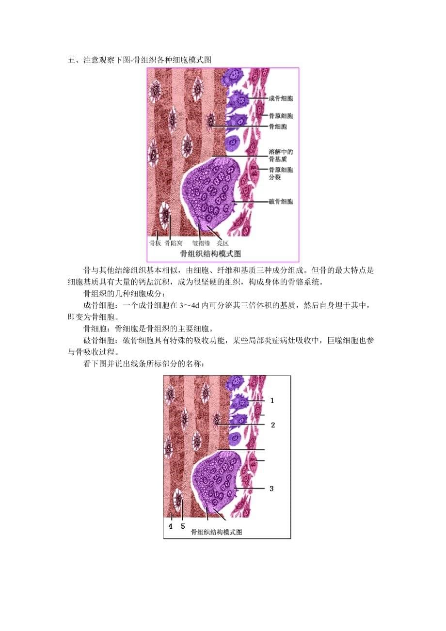 (组织设计）人体解剖学与组织胚胎学图片复习资料-骨骼系统_第5页