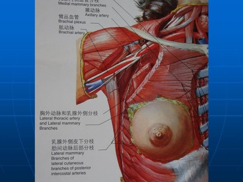 乳腺癌的手术治疗教学幻灯片_第5页