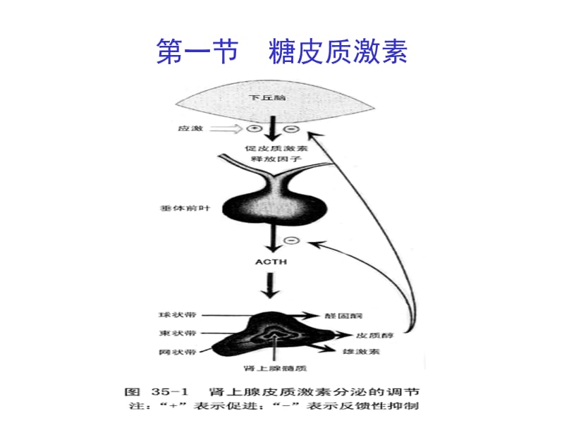 肾上腺皮质激素类药物(ww教学讲义_第4页