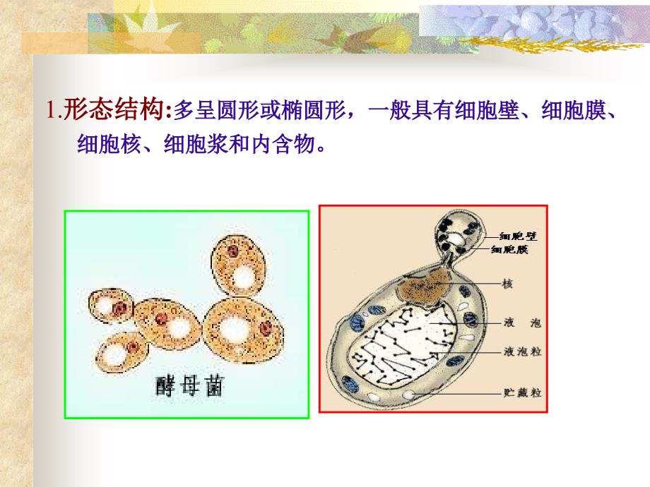 真菌学 ch19-20培训资料_第4页