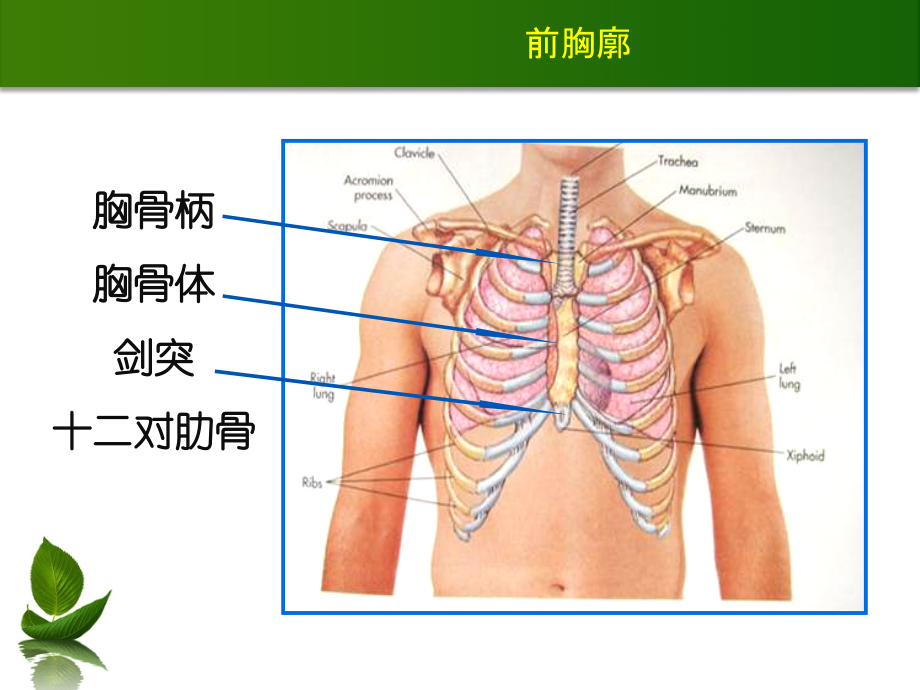 胸肺检查(0926)教程教案_第3页