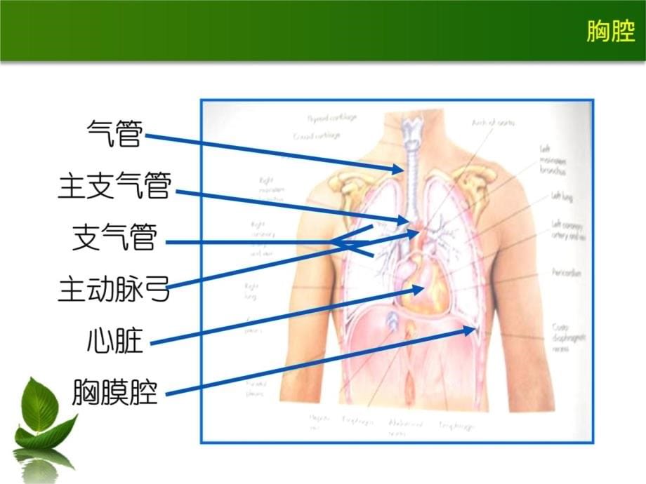 胸肺检查(0926)教程教案_第5页