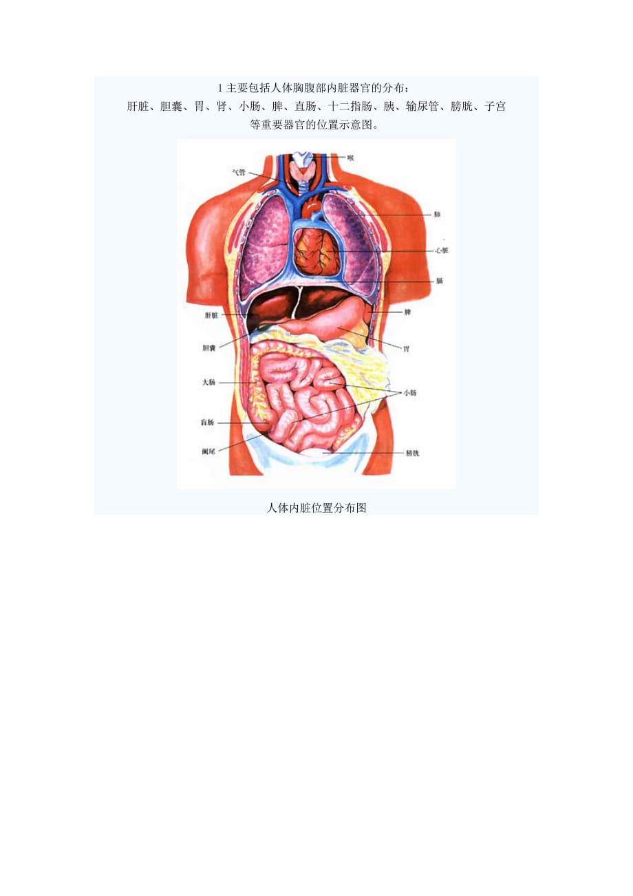 (组织设计）人体器官和组织图1_第1页
