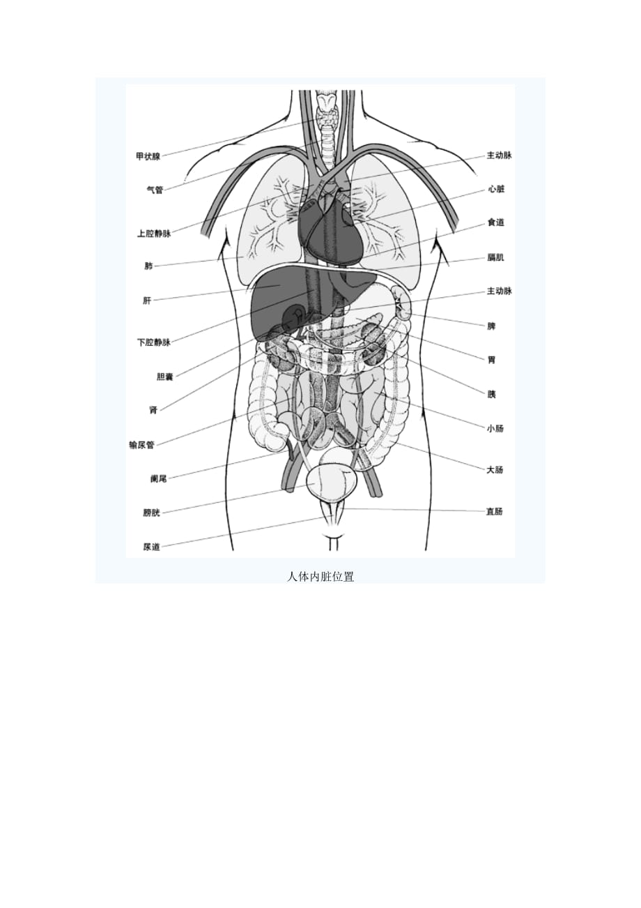 (组织设计）人体器官和组织图1_第2页