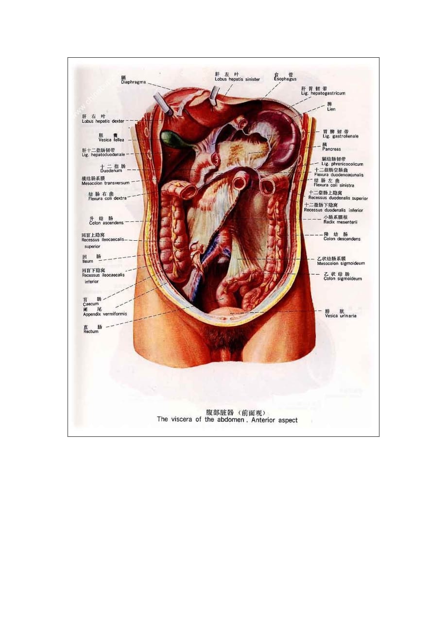 (组织设计）人体器官和组织图1_第3页