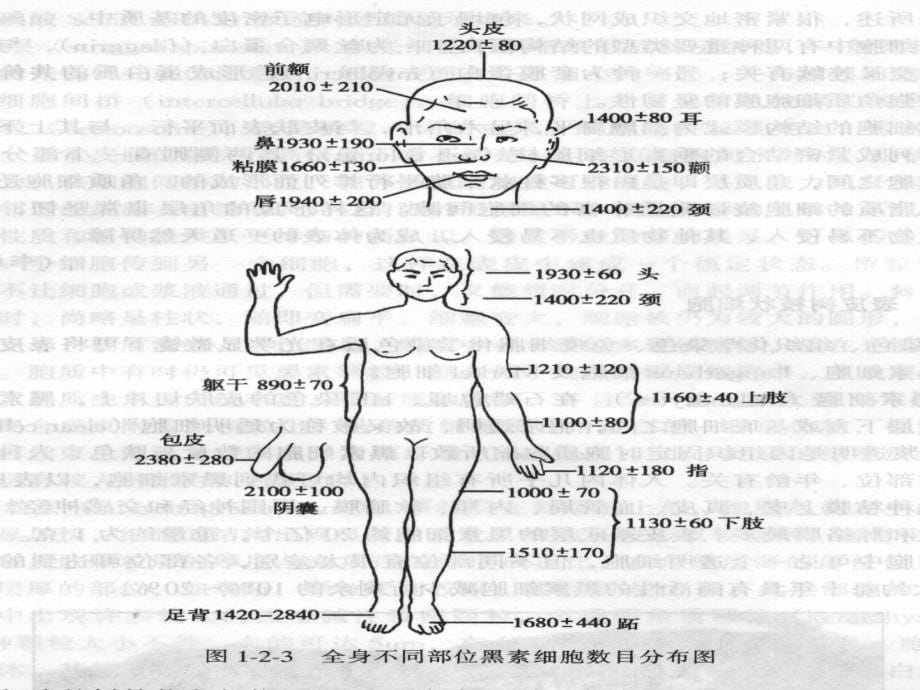 色素性皮肤病研究报告_第5页